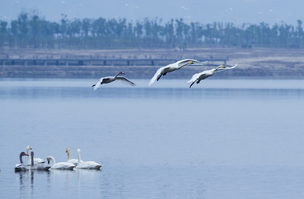 ������(�й���)�ٷ���վ-App Store